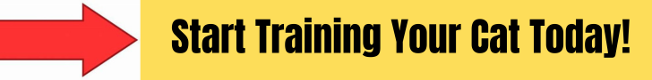cat training help