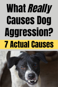 what is dog aggression?