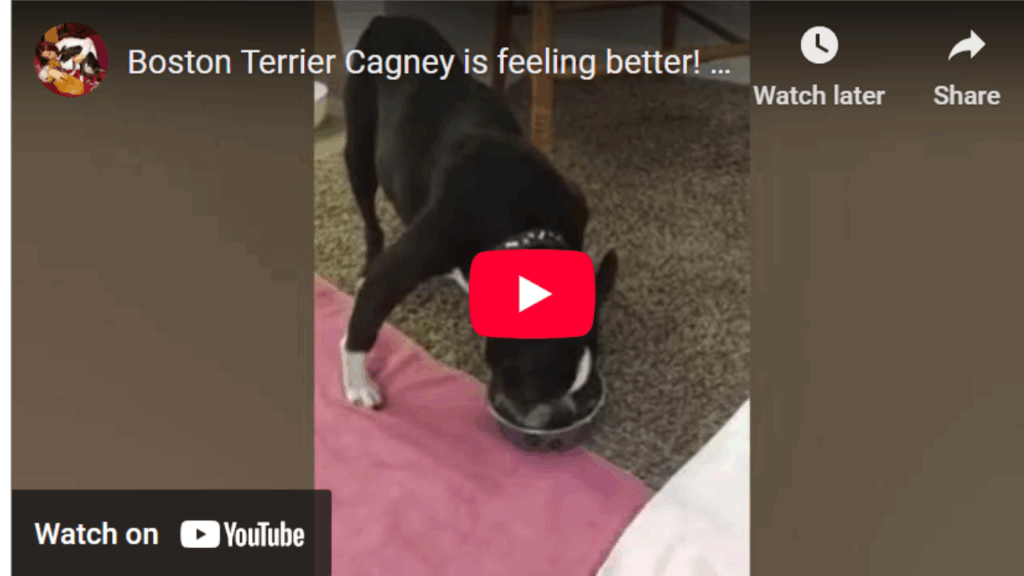 dog diarrhea treatment