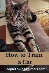 how to train a cat