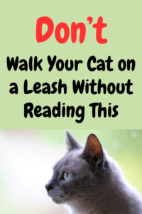 how to train a cat to walk on a leash