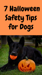 7 halloween safety tips for dogs