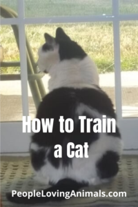 how to train a cat