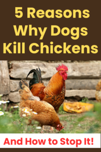 5 reasons why dogs kill chickens