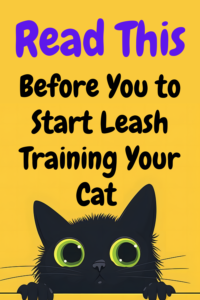 how to leash train a cat