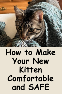 how to take care of a kitten