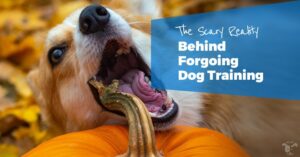 dog training and halloween