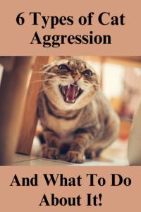 6 types of cat aggression