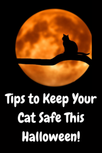 Halloween Safety Tips for Cats