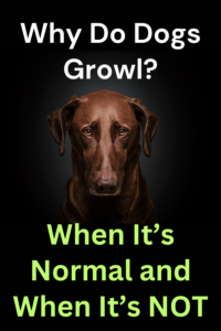 why do dogs growl?