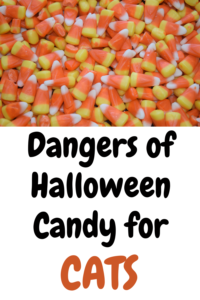 Dangers of Halloween Candy for Cats