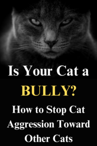 cat aggression toward other cats