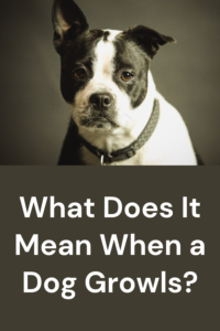 what does it mean when a dog growls?