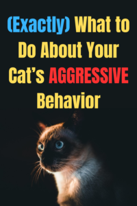 aggressive cat behavior solutions