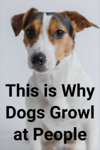 why do dogs growl at people?