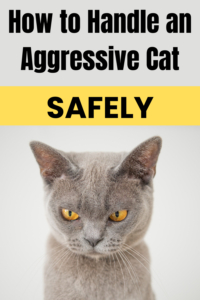 how to handle an aggressive cat