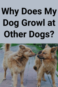 why do dogs growl at other dogs?