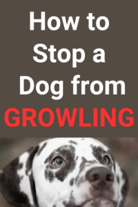 how to stop a dog from growling