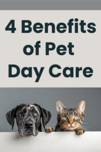 benefits of pet day care