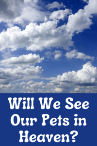 will we see our pets in heaven?