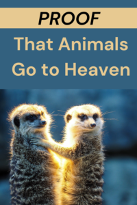 proof that animals go to heaven