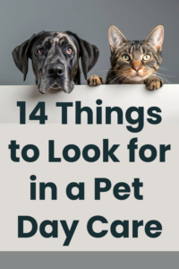 how to choose a pet day care