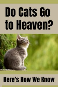 do cats go to heaven?