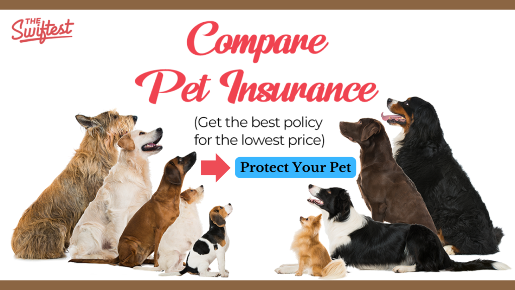 compare pet insurance