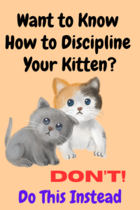 how to discipline a kitten