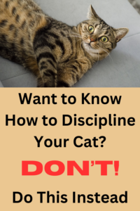 how to discipline a cat