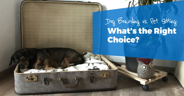 dog boarding vs pet sitting