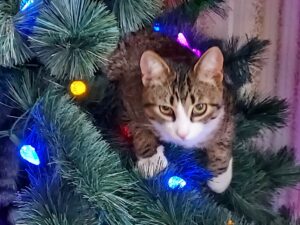 how to cat proof a christmas tree