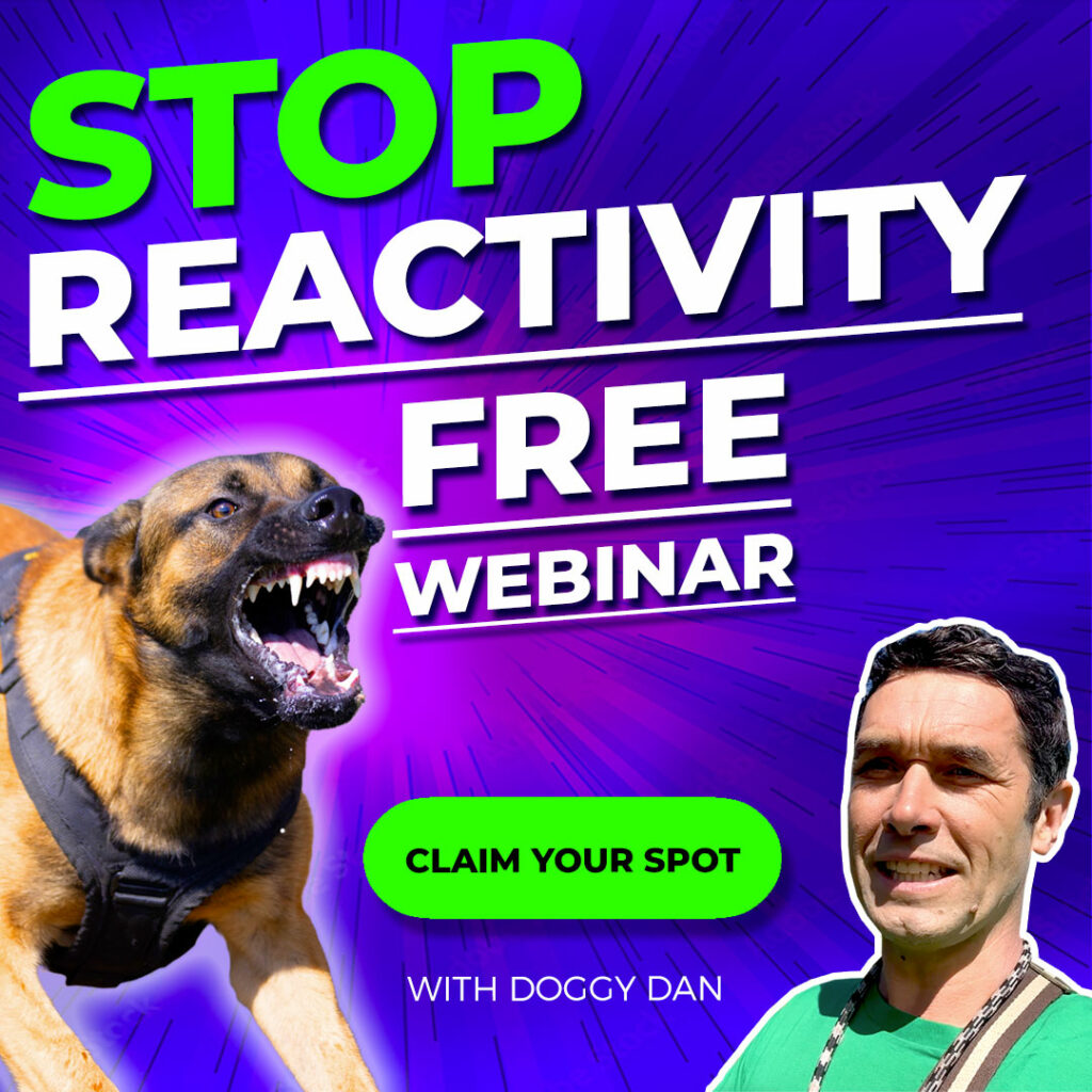 stop dog reactivity