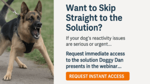 dog reactivity training