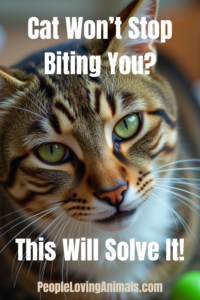 why do cats bite their owners?