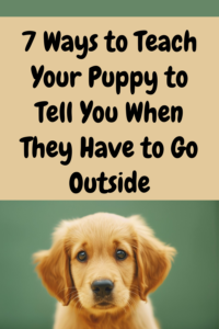 how to teach your puppy to tell you when they have to go outside