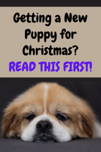 getting a new puppy for Christmas?