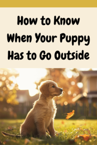 how to know when your puppy has to go outside