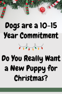 should you get a new puppy for christmas?