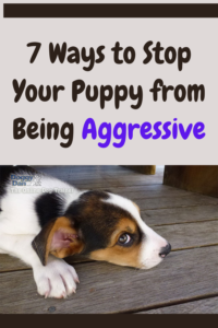 7 ways to stop your puppy from being aggressive