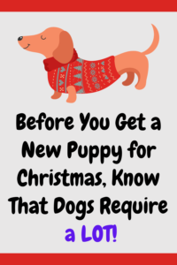 before you get a new puppy for christmas