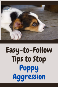 tips to stop puppy aggression