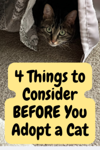 4 things to consider before you adopt a cat