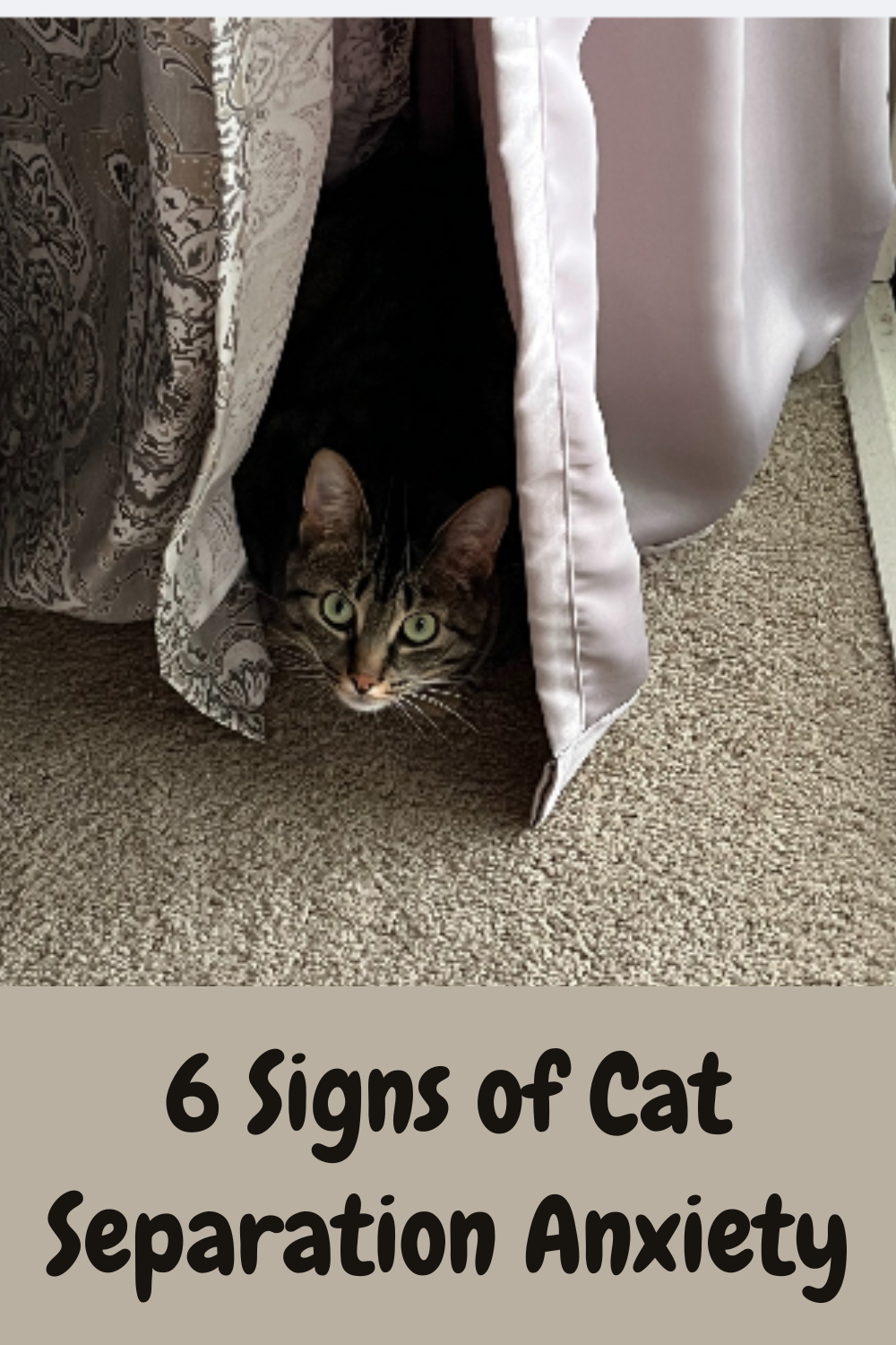 Separation Anxiety in Cats - How to Help Your Cat!