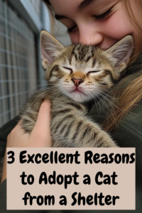 adopting rescue cats from a shelter