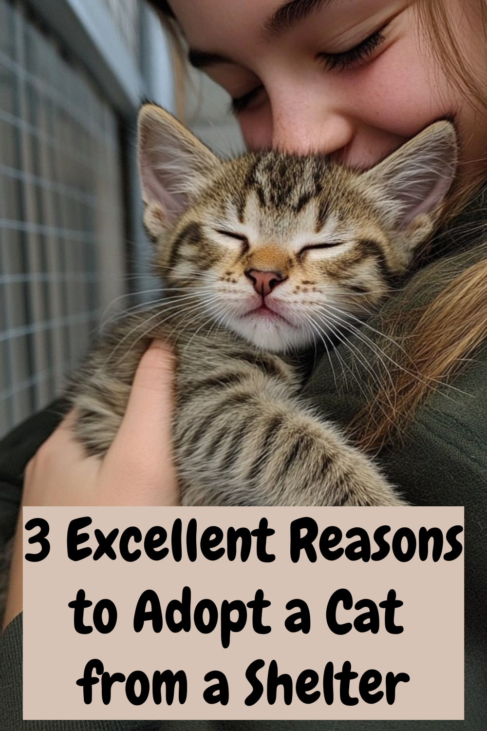 How to Adopt a Cat Read This BEFORE You Adopt a Cat!