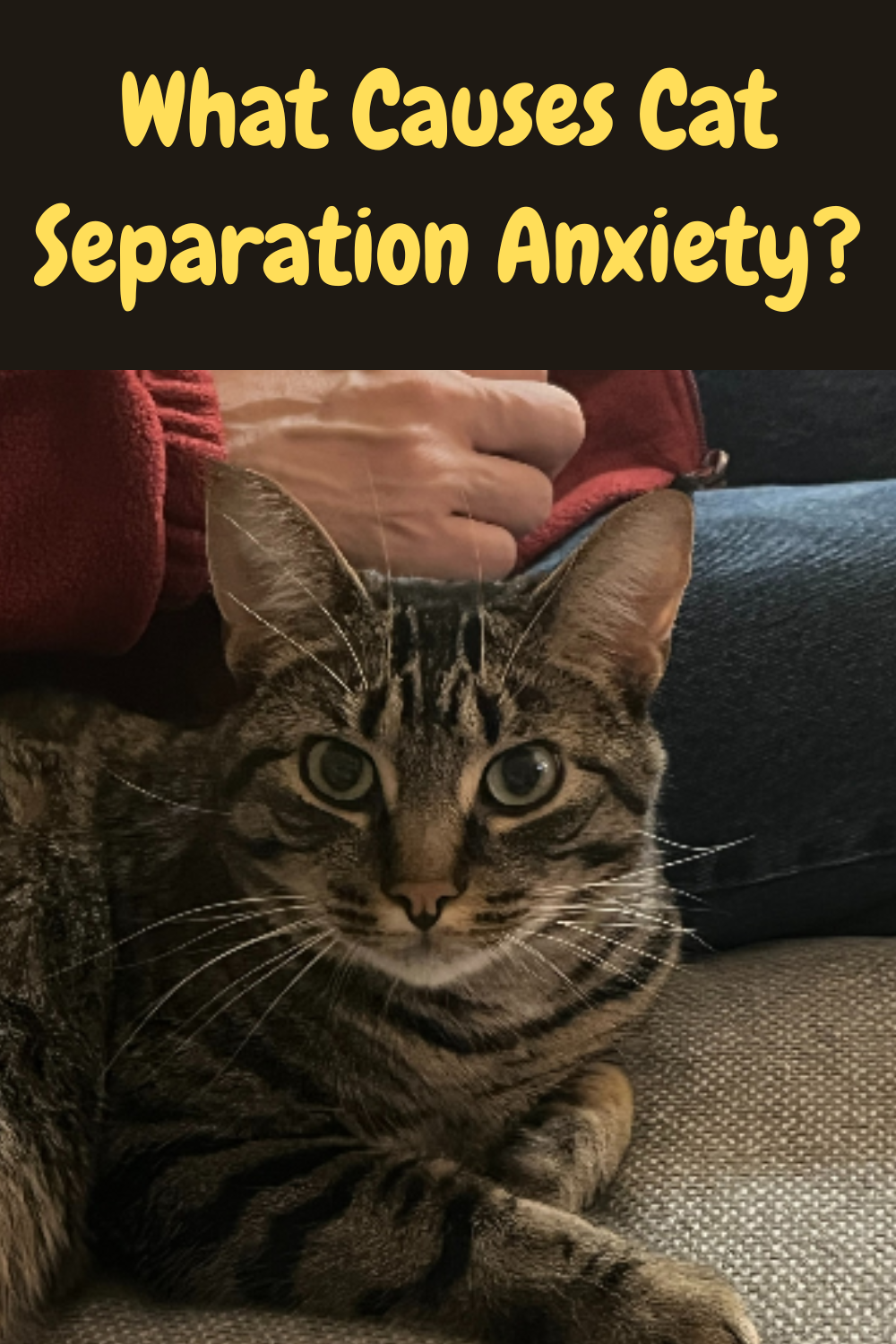 View of Separation Anxiety in Cats - How to Help Your Cat!