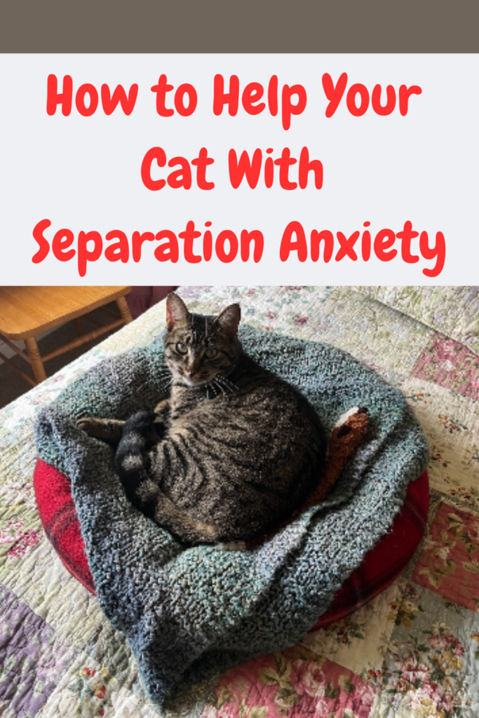 Image showcasing Separation Anxiety in Cats - How to Help Your Cat!