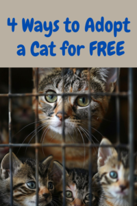 how to adopt a cat for free