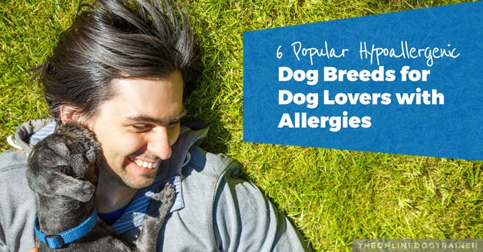 dog breeds for people allergic to dogs